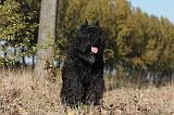 BOUVIER DES FLANDRES 285
